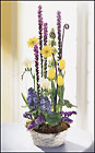 FTD Spirit of Spring Basket
