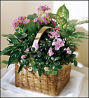 Pink Planter Assortment