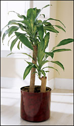 FTD Corn Plant