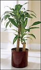 FTD Corn Plant