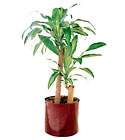 FTD Corn Plant
