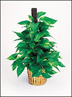 Pothos Vine