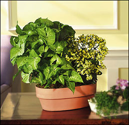 Green and Blooming Planter from Arthur Pfeil Smart Flowers in San Antonio, TX