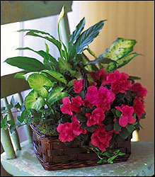 Azalea Attraction Garden Basket