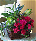Azalea Attraction Garden Basket