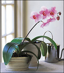 Lavender Phalaenopsis Orchid