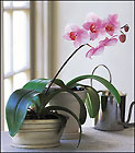 Lavender Phalaenopsis Orchid