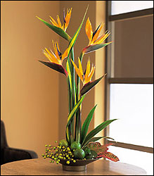 Bird of Paradise