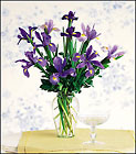 Incredible Iris