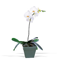 Phalaenopsis Orchid Plant from Arthur Pfeil Smart Flowers in San Antonio, TX