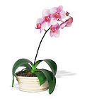 Lavender Phalaenopsis Orchid