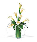 /images/telwhite03/tf25-1lg.jpg White Callas