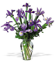 Incredible Iris from Arthur Pfeil Smart Flowers in San Antonio, TX