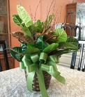Croton Plant from Arthur Pfeil Smart Flowers in San Antonio, TX