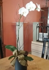 White Orchid from Arthur Pfeil Smart Flowers in San Antonio, TX