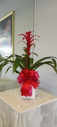 Petite Bromeliad from Arthur Pfeil Smart Flowers in San Antonio, TX