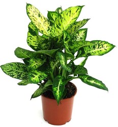 Dumb Cane Dieffenbachia from Arthur Pfeil Smart Flowers in San Antonio, TX