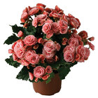 Rieger Begonia from Arthur Pfeil Smart Flowers in San Antonio, TX