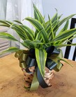 Dracaena Lemon Lime from Arthur Pfeil Smart Flowers in San Antonio, TX