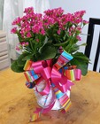 KALANCHOE from Arthur Pfeil Smart Flowers in San Antonio, TX