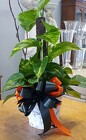 Pole Ivy  from Arthur Pfeil Smart Flowers in San Antonio, TX