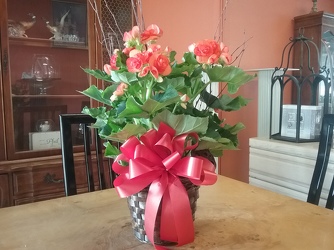 Orange Begonia from Arthur Pfeil Smart Flowers in San Antonio, TX