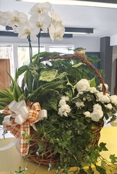 Peace and Comfort from Arthur Pfeil Smart Flowers in San Antonio, TX
