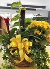RAY OF SUNSHINE from Arthur Pfeil Smart Flowers in San Antonio, TX