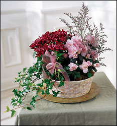 Mum Planter Basket from Arthur Pfeil Smart Flowers in San Antonio, TX