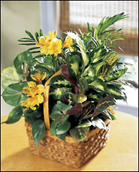  A Bit Of Sunshine Basket from Arthur Pfeil Smart Flowers in San Antonio, TX