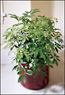  Schefflera Arboricola from Arthur Pfeil Smart Flowers in San Antonio, TX