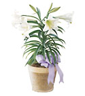  Easter Lily Plant from Arthur Pfeil Smart Flowers in San Antonio, TX