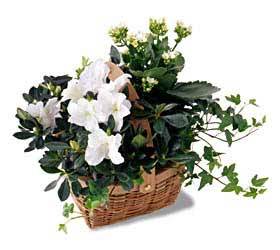 White Assortment Basket from Arthur Pfeil Smart Flowers in San Antonio, TX