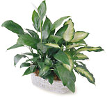 Spathiphyllum and Dieffenbachia from Arthur Pfeil Smart Flowers in San Antonio, TX