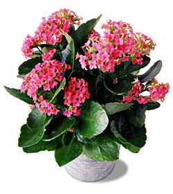 Pink Kalanchoe from Arthur Pfeil Smart Flowers in San Antonio, TX