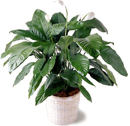 Spathiphyllum from Arthur Pfeil Smart Flowers in San Antonio, TX