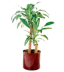  Corn Plant from Arthur Pfeil Smart Flowers in San Antonio, TX