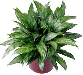 Chinese Evergreen from Arthur Pfeil Smart Flowers in San Antonio, TX