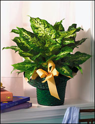 Dieffenbachia from Arthur Pfeil Smart Flowers in San Antonio, TX