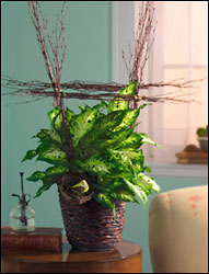 Stylized Dieffenbachia from Arthur Pfeil Smart Flowers in San Antonio, TX
