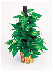 Pothos Vine from Arthur Pfeil Smart Flowers in San Antonio, TX