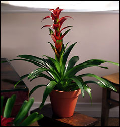 Red Bromeliad from Arthur Pfeil Smart Flowers in San Antonio, TX