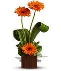 Gerber Sunshine from Arthur Pfeil Smart Flowers in San Antonio, TX