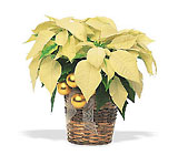 White Poinsettia from Arthur Pfeil Smart Flowers in San Antonio, TX