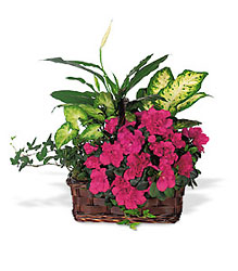 Azalea Attraction Garden Basket from Arthur Pfeil Smart Flowers in San Antonio, TX