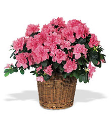 Pink Azalea from Arthur Pfeil Smart Flowers in San Antonio, TX