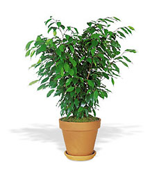 Ficus Bush from Arthur Pfeil Smart Flowers in San Antonio, TX