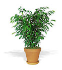 Ficus Bush from Arthur Pfeil Smart Flowers in San Antonio, TX Ficus Bush from Arthur Pfeil Smart Flowers in San Antonio, TX