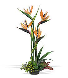 Bird of Paradise from Arthur Pfeil Smart Flowers in San Antonio, TX