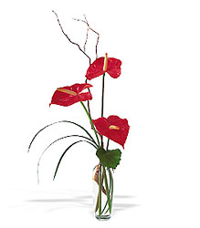  Simplicty of Anthuriums from Arthur Pfeil Smart Flowers in San Antonio, TX